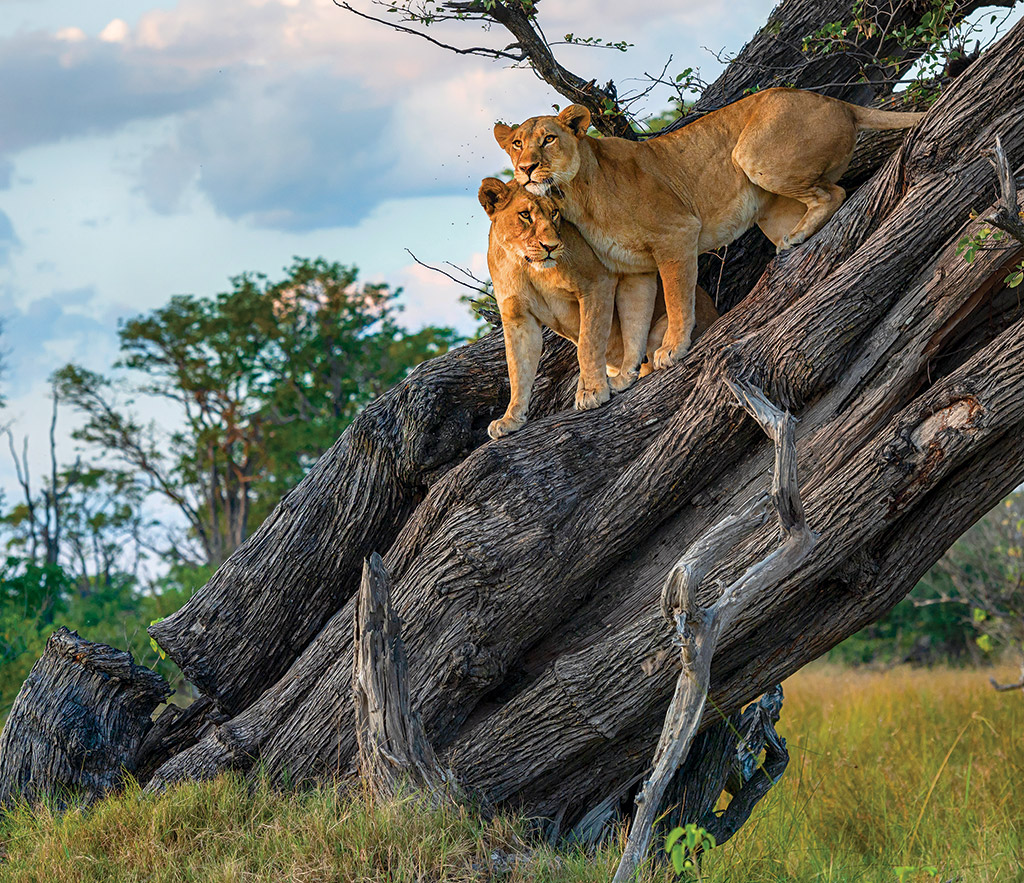 lionesses on a tree